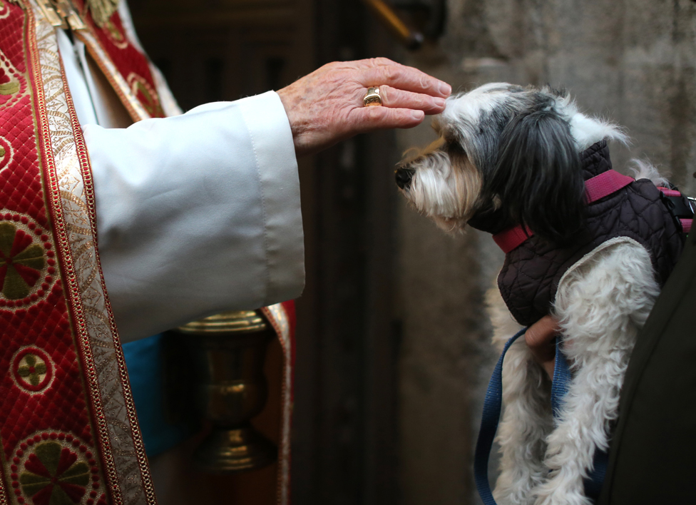كاهن يبارك كلبا في كنيسة في مدريد بإسبانيا.