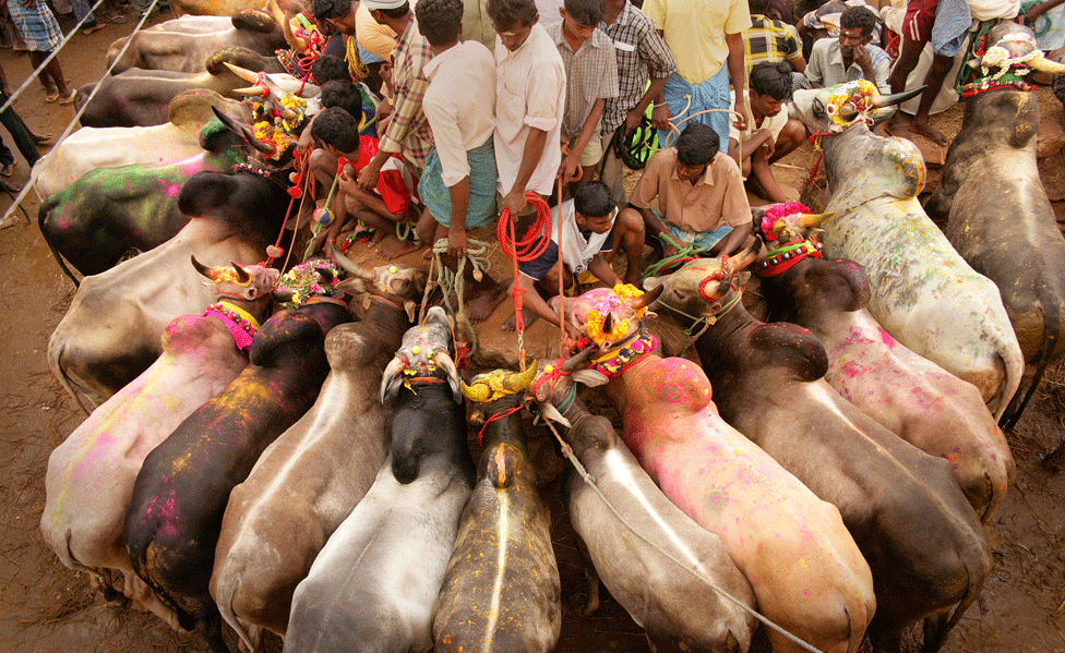 Быков готовят к соревнованиям возле загона возле деревенского открытого грунта в Тамил Наду (фото из архива)