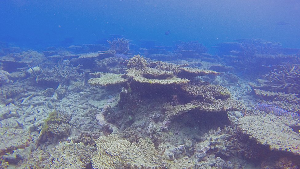 Great Barrier Reef has lost half of its corals since 1995