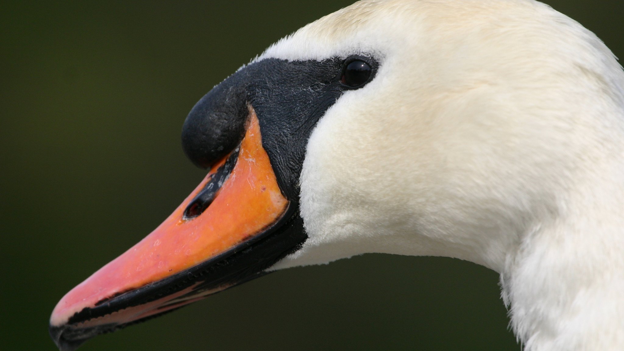 Girl asks Queen's permission to keep swan as a pet - CBBC Newsround