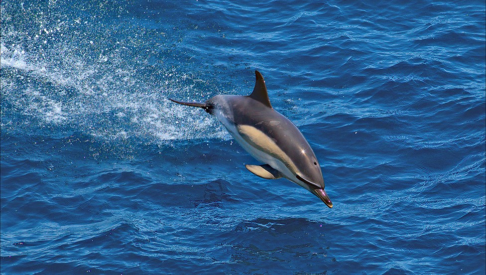 A dolphin in the Bay of Biscay