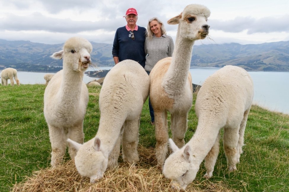 Владельцы Shamarra Alpaca Фрэнк и Аня Уокингтон позируют со своими альпаками 13 мая 2020 года в Акароа, Новая Зеландия.