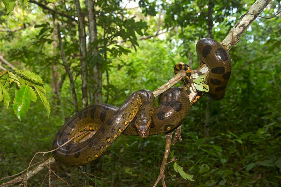 An anaconda snake wrapped round a branch in Brazil