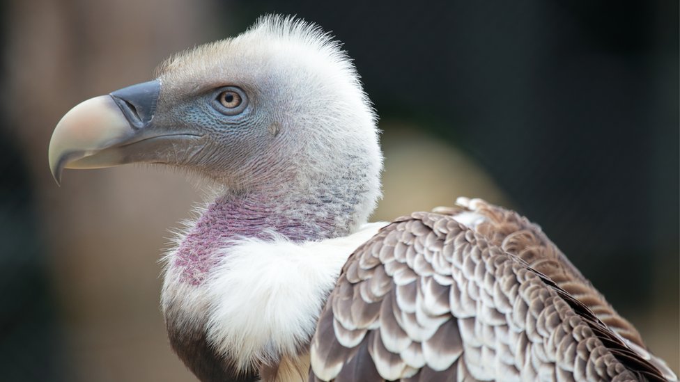 Blair Drummond Safari Park Fire Claims Birds Of Prey Bbc News