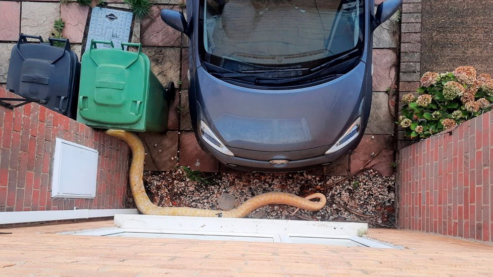 Cobra no chão, perto de carro