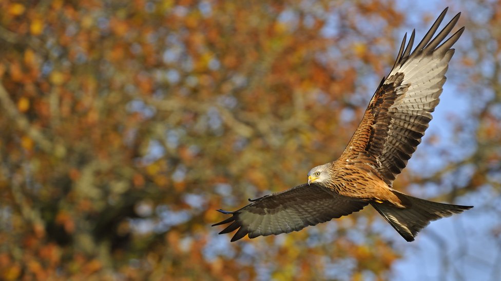 UK lockdown at spring provides peace for birds of prey