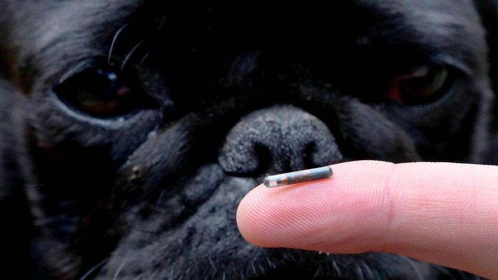 Мопс Дарси изучает микрочип собаки