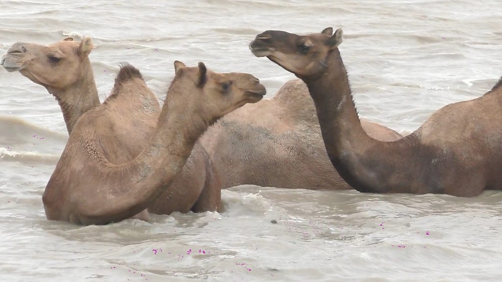 The rare Indian swimming camels under threat