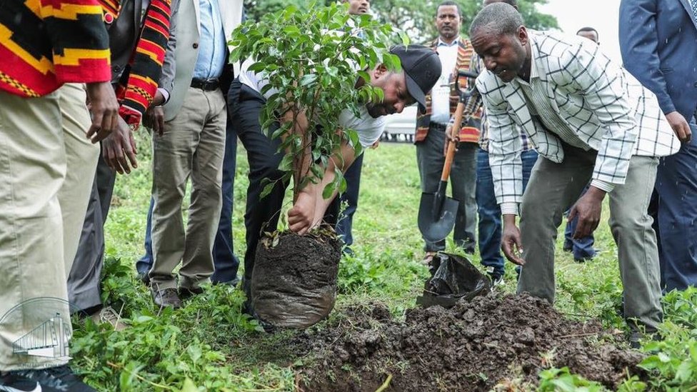 Image result for Ethiopia has reportedly  planted more than 200 million trees in a day.
