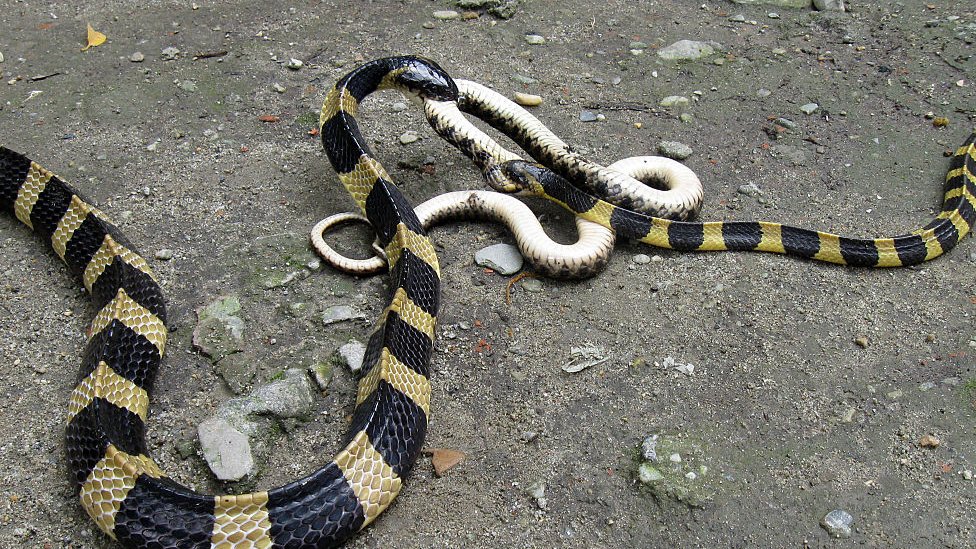 Ядовитые полосатые змеи крайта видели дерущихся между собой 29 мая 2016 года в Джалпайгури, Индия.