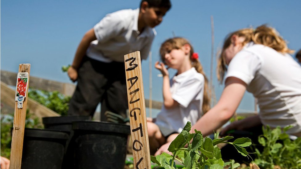Niños en una hortaliza