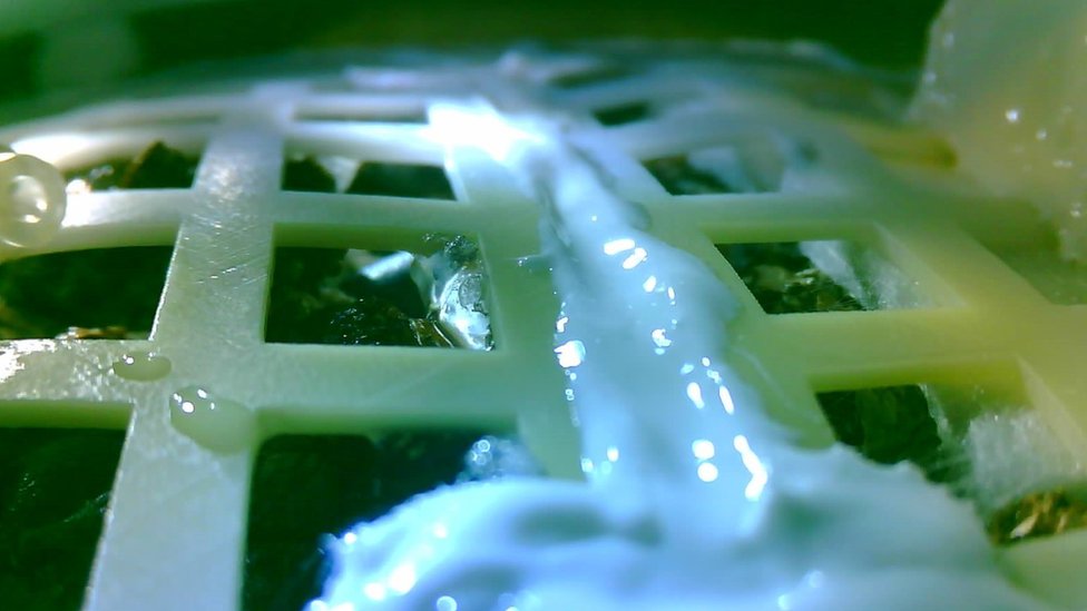 China's Moon mission sees first seeds sprout