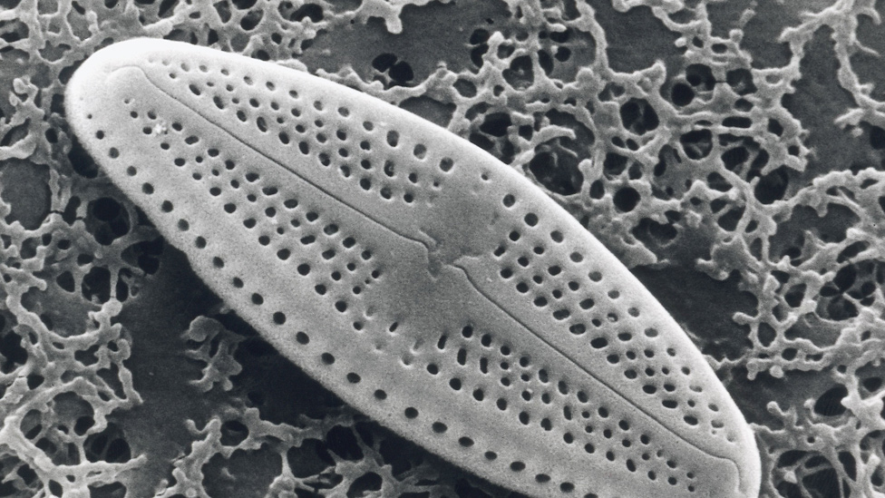 Diatomea, alga unicelular que es un tipo de fitoplancton