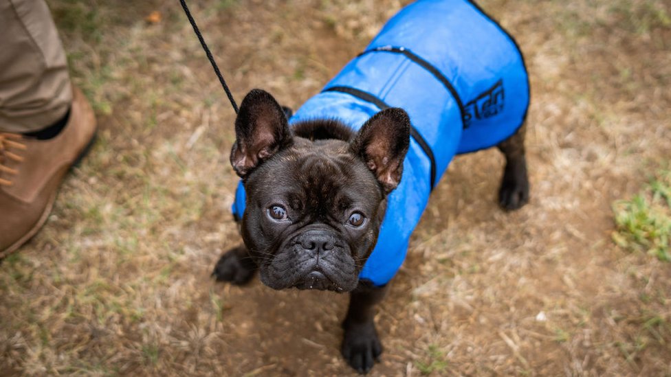 French Bulldogs Close In On Labradors As Most Popular Us Dog Bbc News