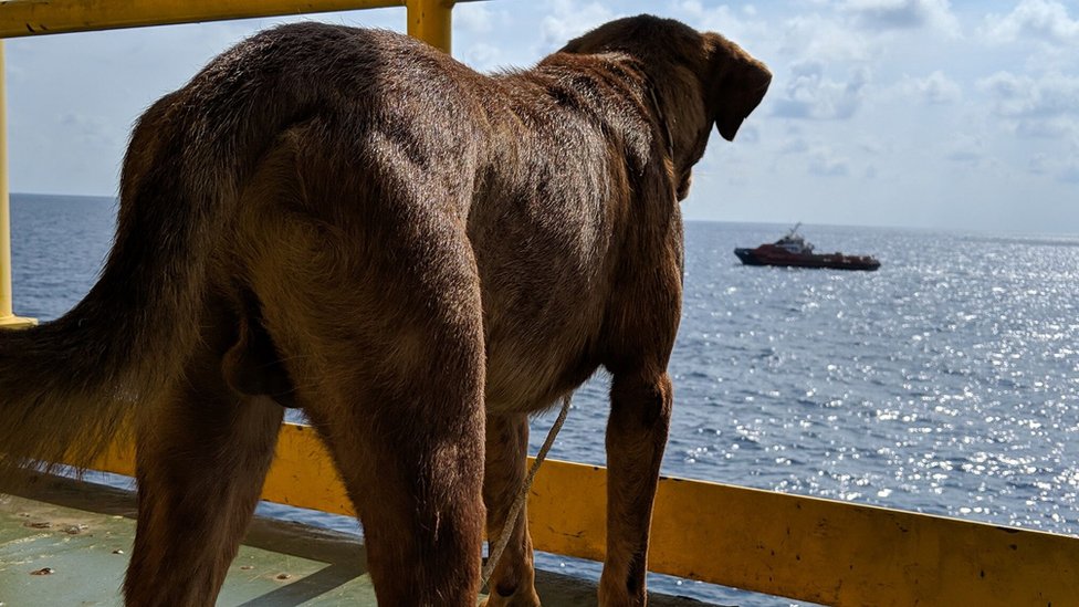 Собака смотрит в море после того, как ее спасли нефтяники