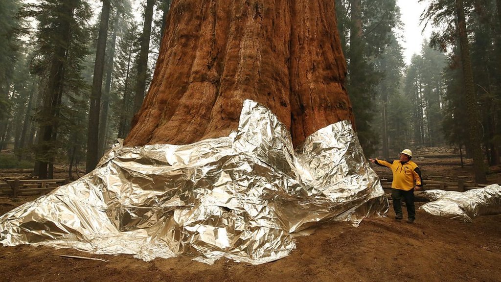 The race to save California’s famous sequoia trees