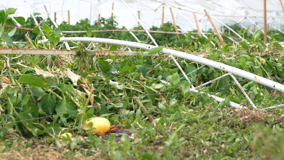 Superćelijska oluja: Kolika je šteta od nevremena u Srbiji i ko će da je plati 2 Posledice oluje