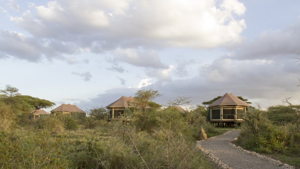 Las plantas empezaron a usarse en la decoración de los hoteles dentro de la reserva y rápidamente se fueron expandiendo por todo el paisaje, ahogando a las especies nativas. Complejo turístico en Tanzania
