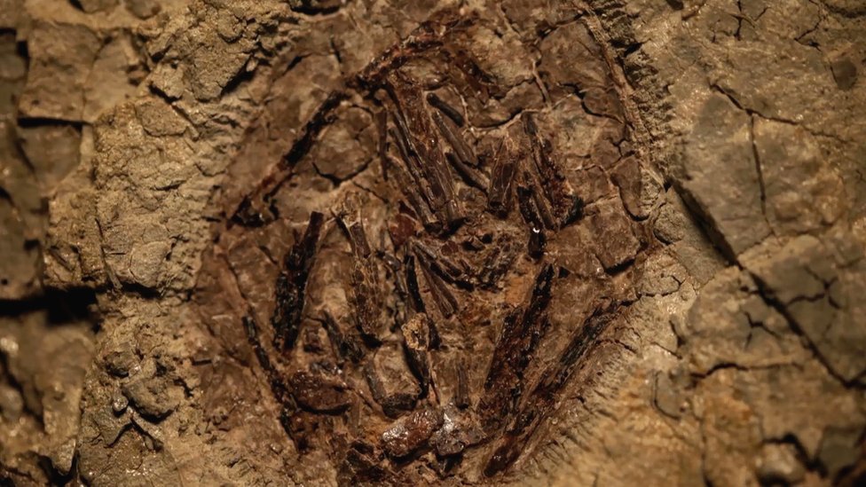 Embrión de pterosaurio.