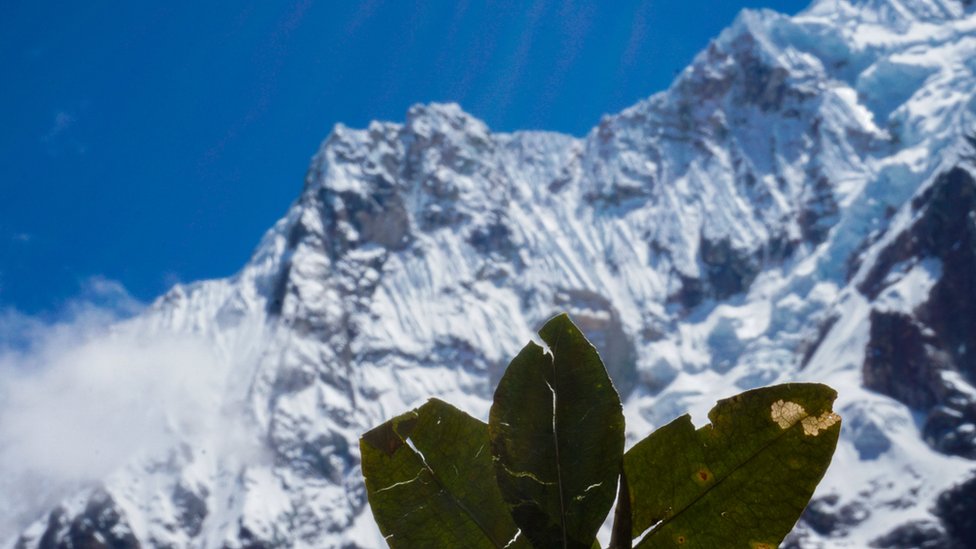 Hojas de coca cerca de una montaña