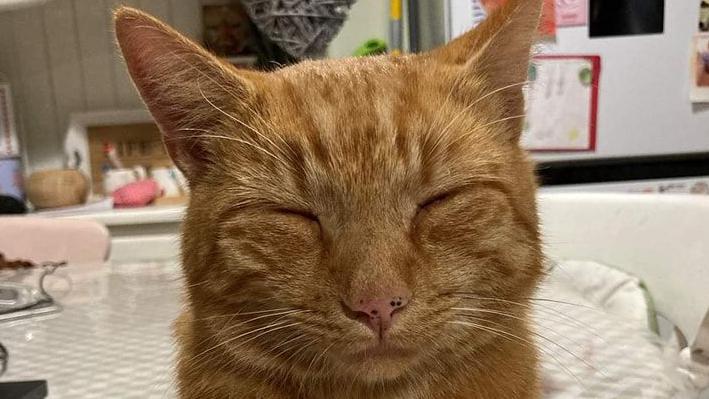 Tributes paid to much-loved Ely cat Teddy after his death