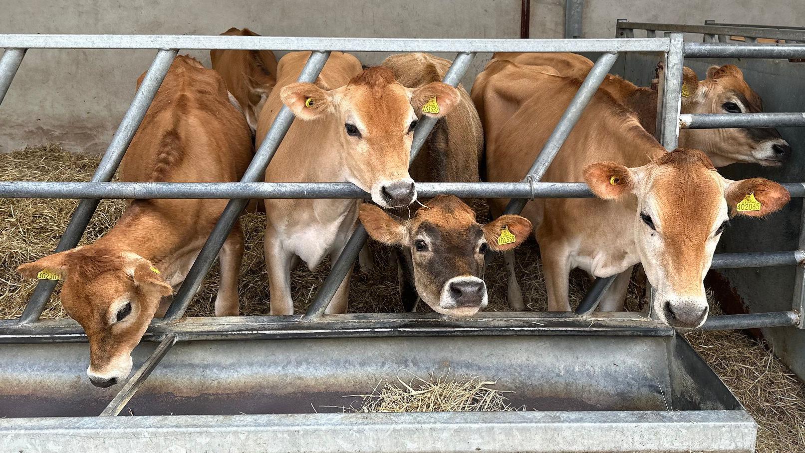 Jersey heifers to be gifted to King during island visit