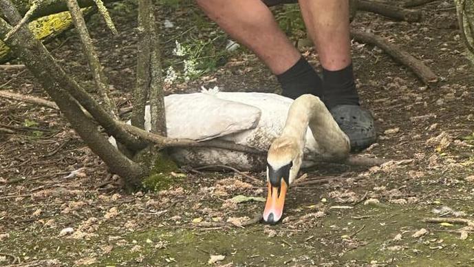 Swans killed in dog attack at Thatcham Nature Discovery Centre