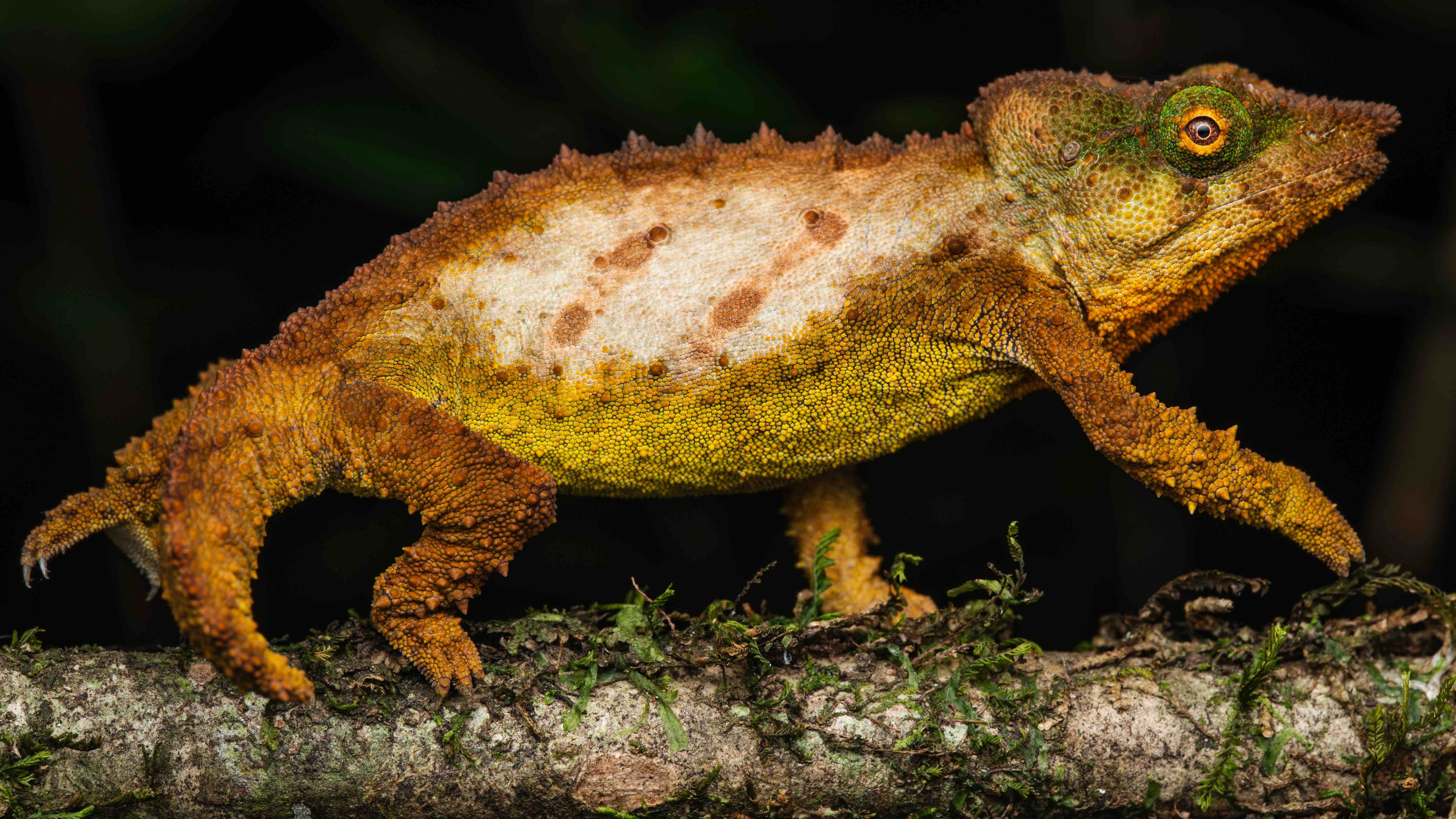 Secret 'sky island' rainforest saved by new discoveries