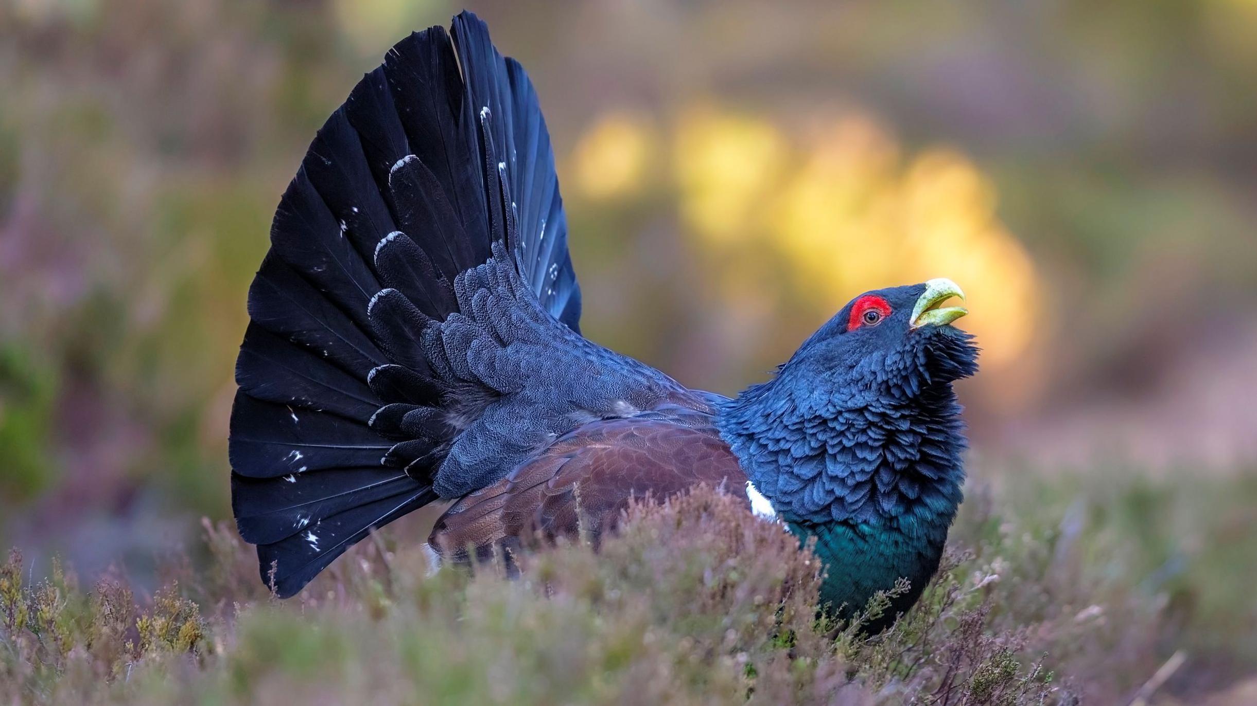 Scotland's Rarest Bird Makes a Comeback: Capercaillie Numbers Up 50% at RSPB Abernethy Reserve