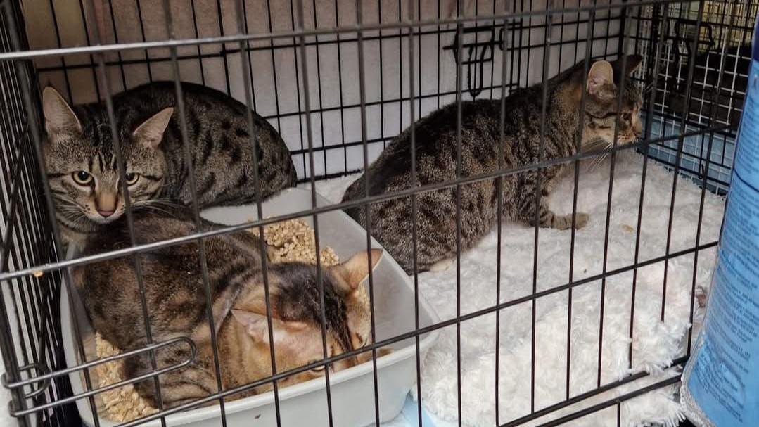 Strays 'crisis' in Essex sees cats rehomed 300 miles away