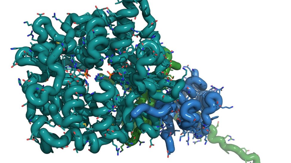 La metfomina se ha vinculado con un riesgo más bajo de enfermedad cardiaca y diabetes. Proteína quinasa activada