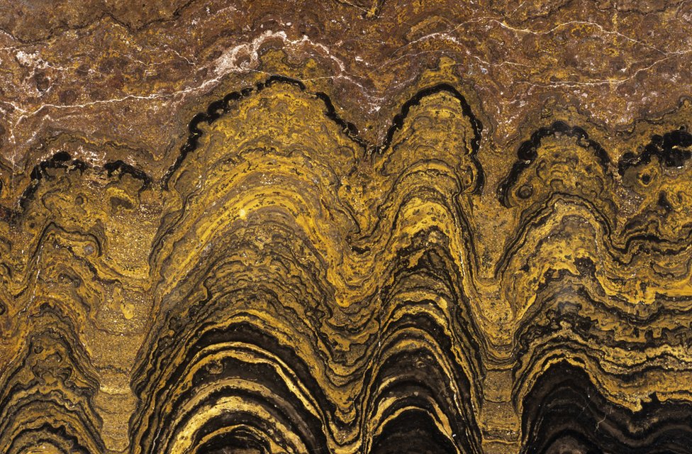 Fossilised stromatolite