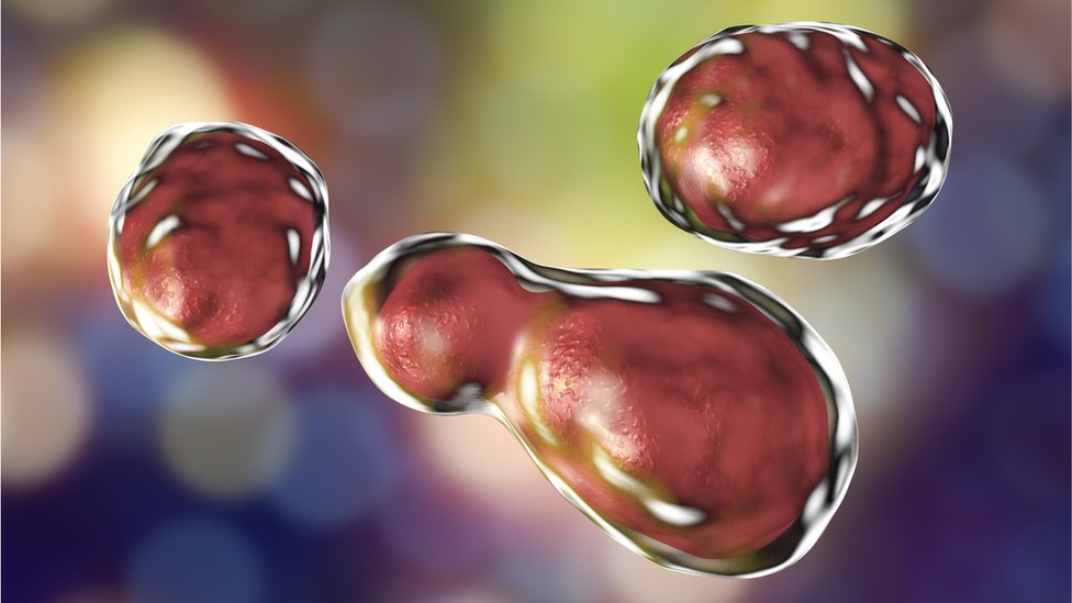 cryptococcus