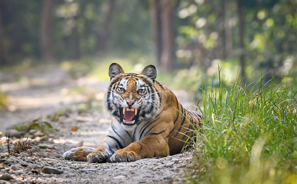 Tiger roars