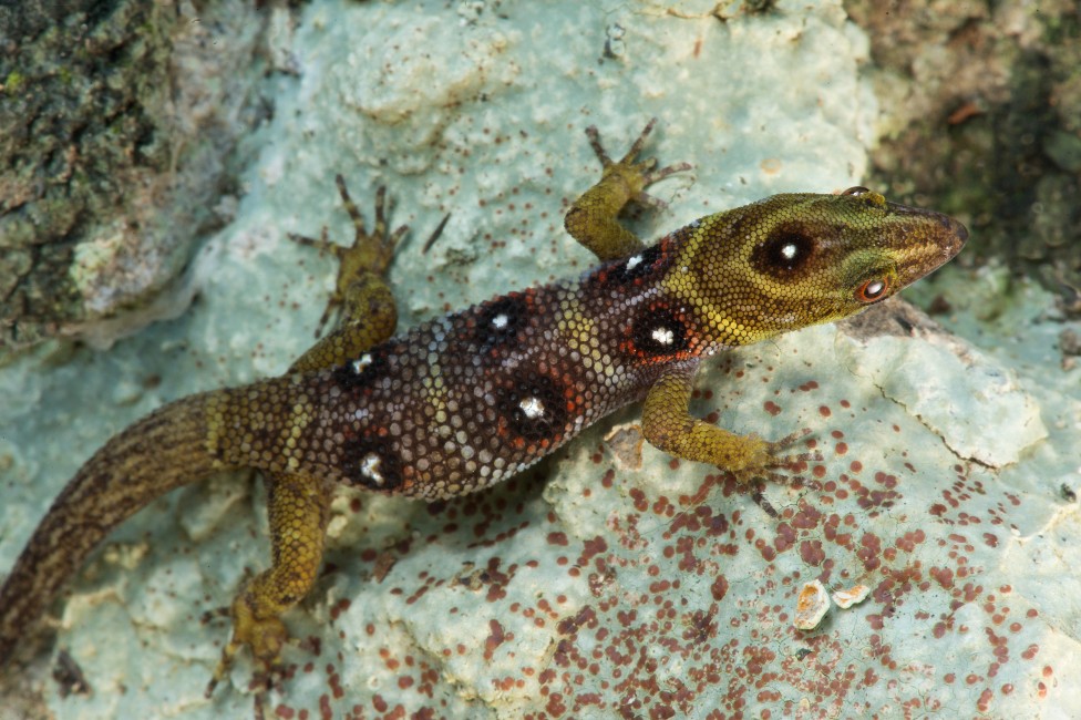 Un gecko de la isla Unión