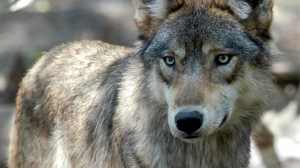 Cientíifcos coinciden en que los perros descienden de los lobos. Lobo