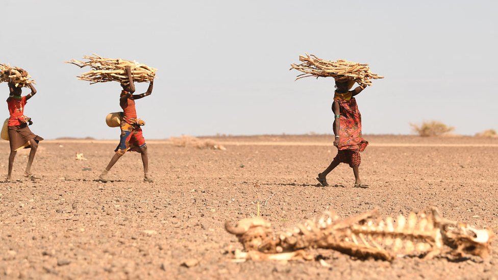 Perempuan Turkana membawa kayu bakar di wilayah yang mengalami kekeringan jangka panjang di Kenya (Juli 2022)