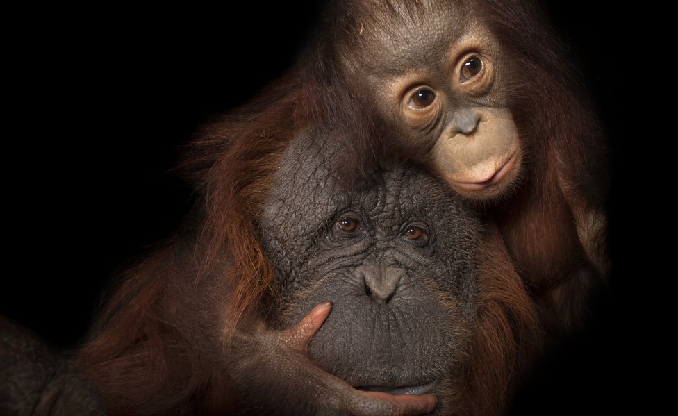 Борнейский орангутанг (c) Джоэл Сарторе