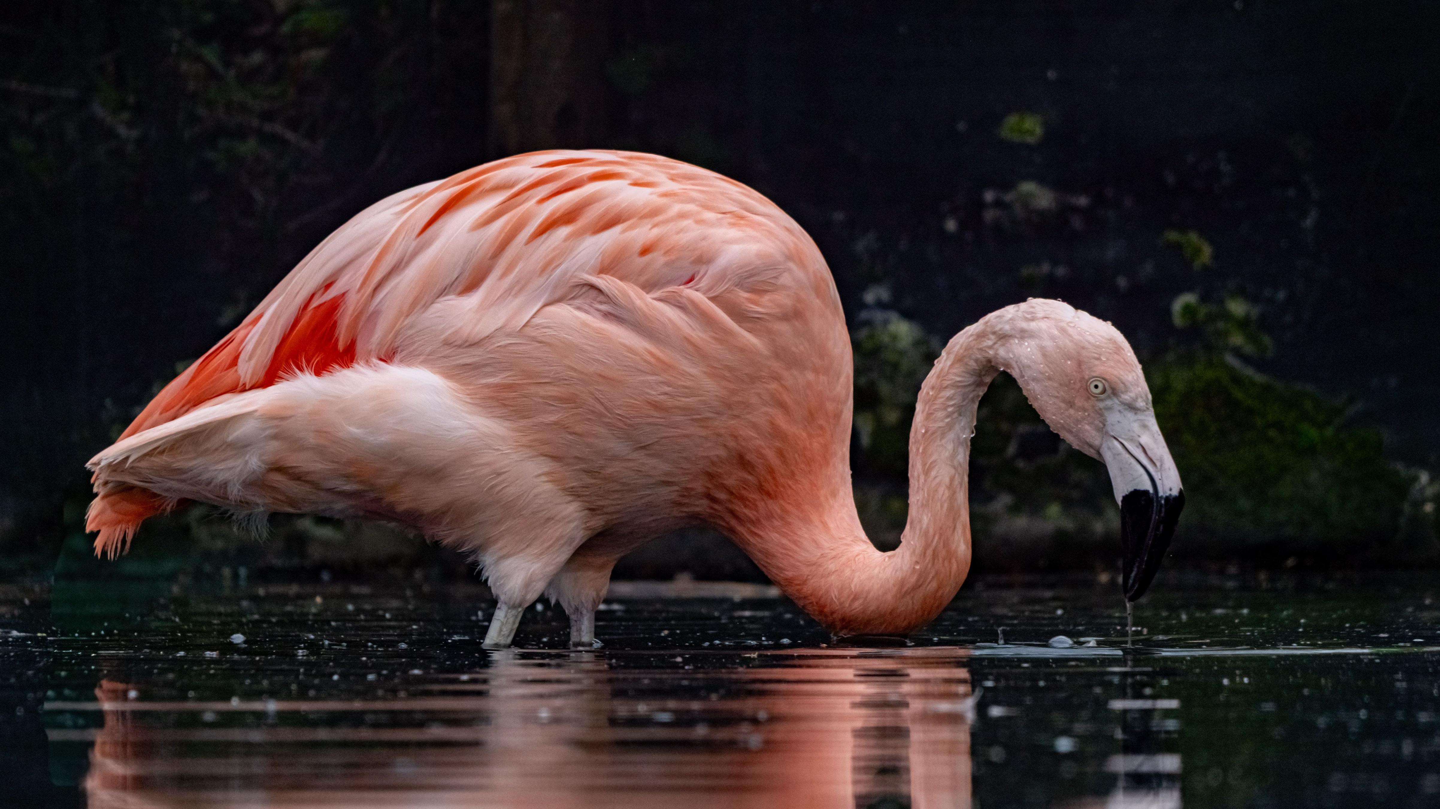 New Washington aviary to spare flamingos indoor lockdowns