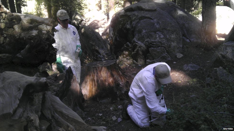 Сотрудники Калифорнийского Департамента общественного здравоохранения обрабатывают землю для защиты от блох в кемпинге Crane Flat в национальном парке Йосемити, Калифорния, 10 августа
