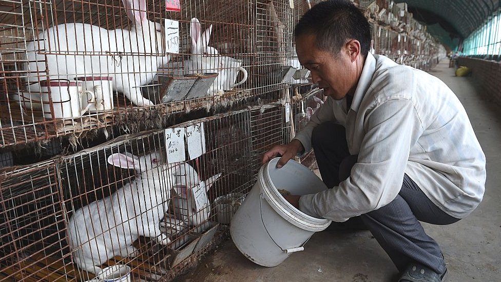 Кроликов разводят в Китае