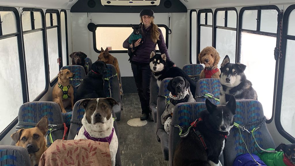 All aboard the Alaska pup bus...