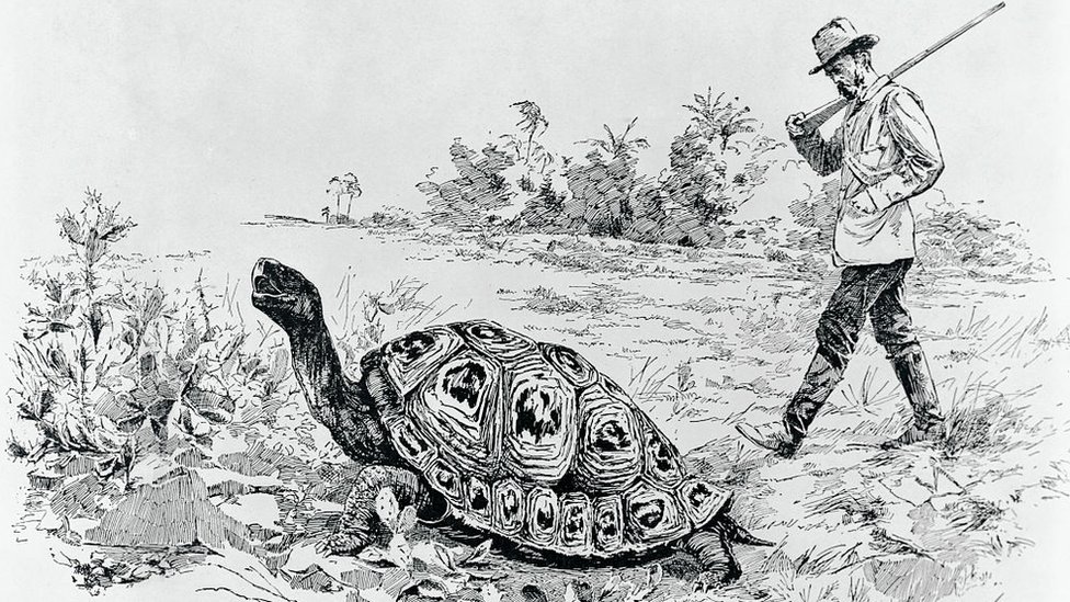 Charles Darwin midiendo la velocidad con que camina una tortuga gigante.