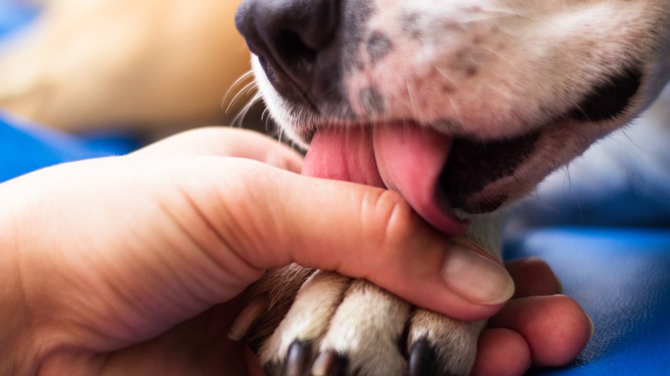 Dog licking someone's hand