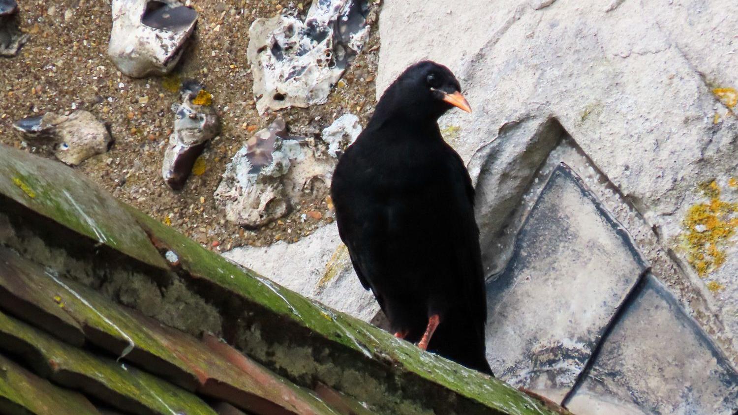 Wild-born chough fledges in Kent for first time in 200 years