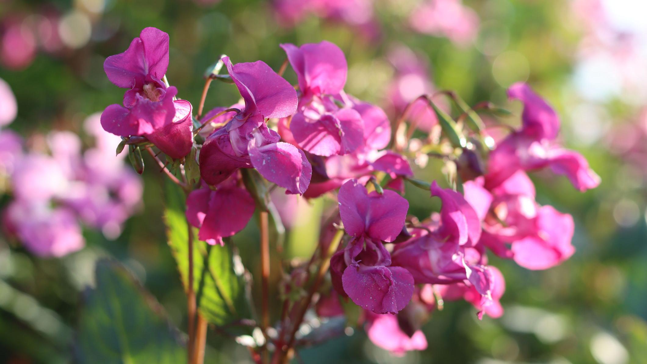 Himalyan balsam 'bashers' needed to tackle plant's Cumbria spread