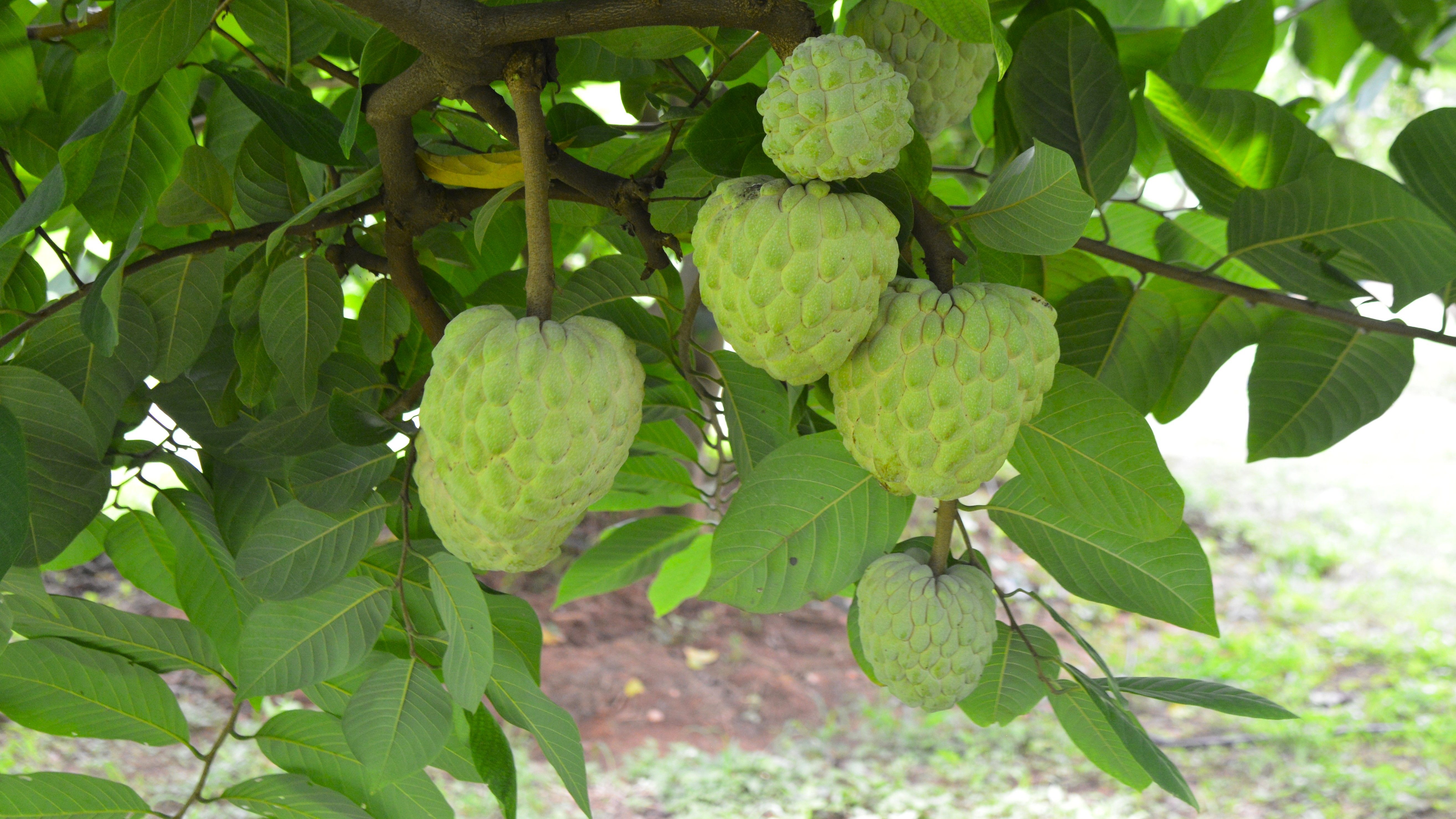 Custard apples: The crop that thrives in the toughest conditions