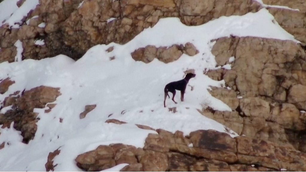 Dog rescued on Christmas Day from Utah mountains