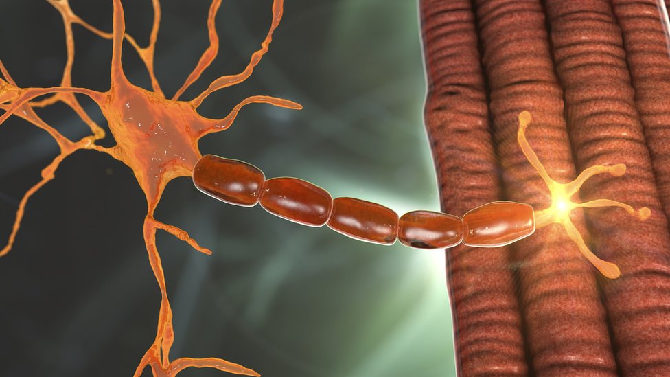 Una neurona motora conectada a una fibra muscular