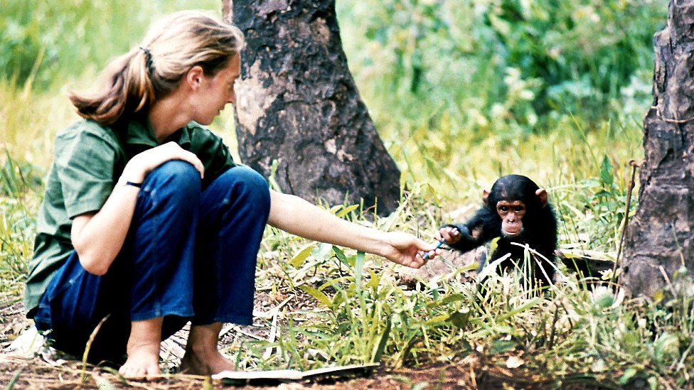 Jane Goodall en el bosque de Gombe en la década del 60 junto al chimpancé bebé que apodó Flint.